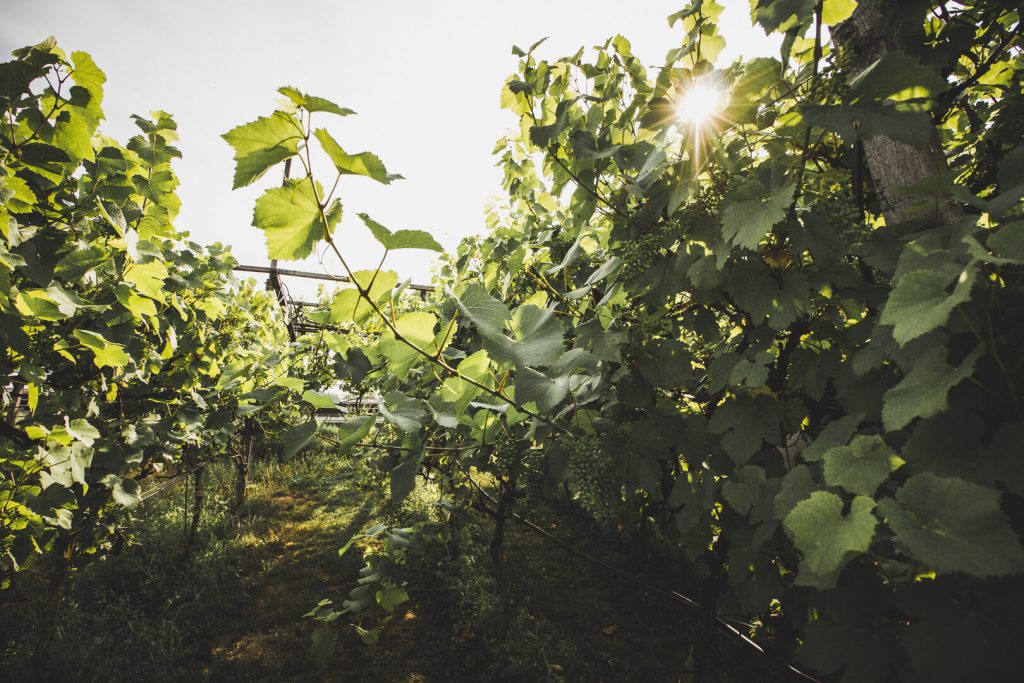 kolner-wein-depot-8
