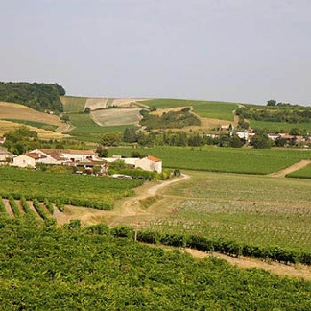 wein_regionen_cognac